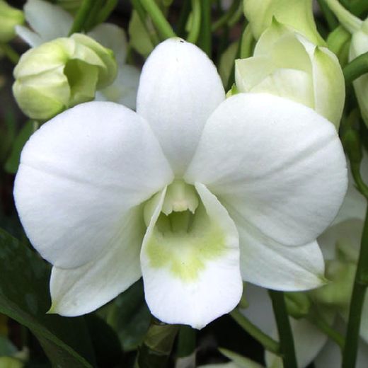 Bouquet d'orchidées Dendrobium