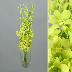 Bouquet d'orchidées Dendrobium