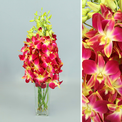 Bouquet d'orchidées Dendrobium