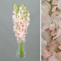 Bouquet d'orchidées Dendrobium