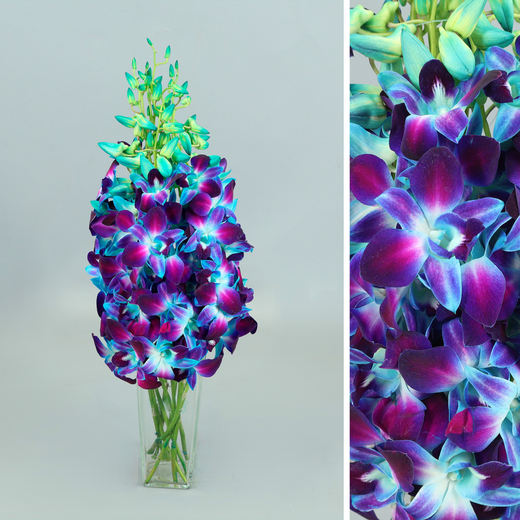 Bouquet d'orchidées Dendrobium