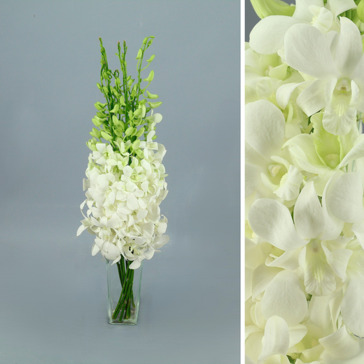 Bouquet d'orchidées Dendrobium