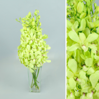 Bouquet d'orchidées Dendrobium