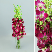 Bouquet d'orchidées Dendrobium