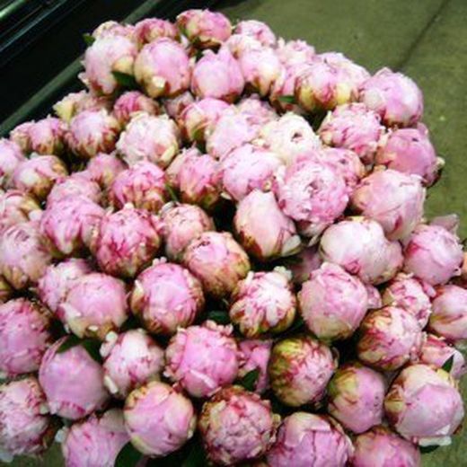 Ramo de Paeonia