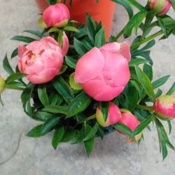 Ramo de Paeonia