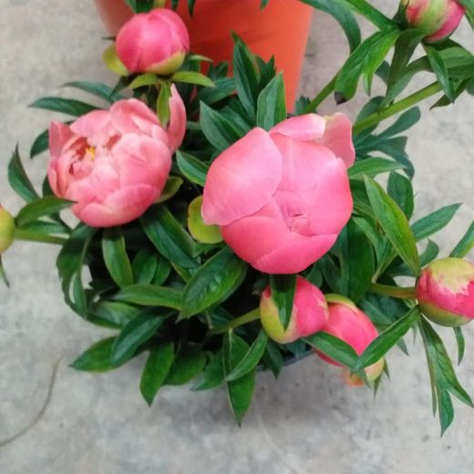 Ramo de Paeonia