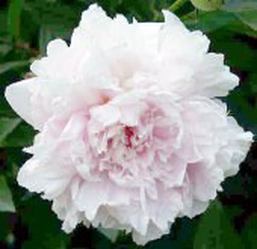 Ramo de Paeonia