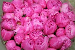 Ramo de Paeonia