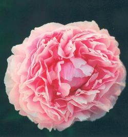 Ramo de Paeonia