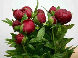 Ramo de Paeonia