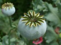 Ramo de Papaver Fruto