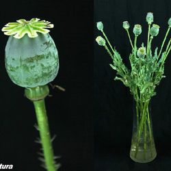 Ramo de Papaver Fruto