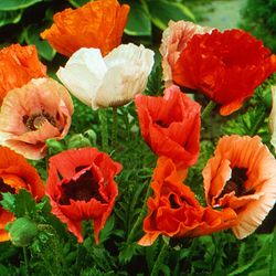 Bouquet de Papaver pizzicato (Coquelicots) 50 tiges