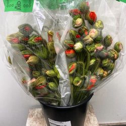 Bouquet de Papaver pizzicato (Coquelicots) 50 tiges