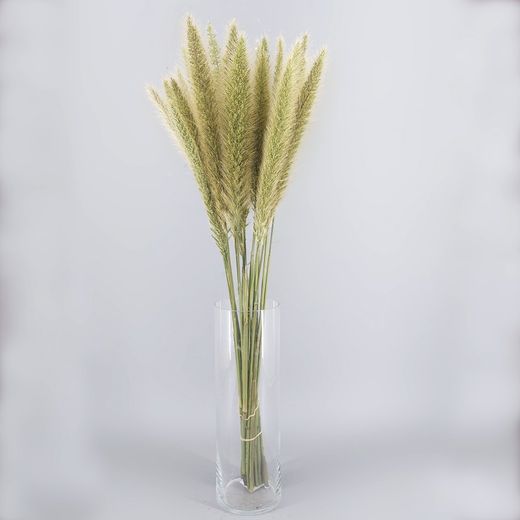 Ramo de Pennisetum Ov Blondie 10 tallos