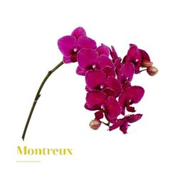 Ramo de Phalaenopsis