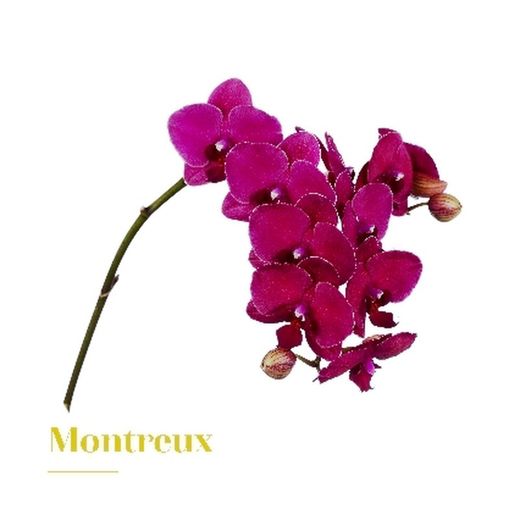 Ramo de Phalaenopsis
