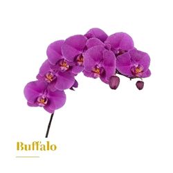 Ramo de Phalaenopsis