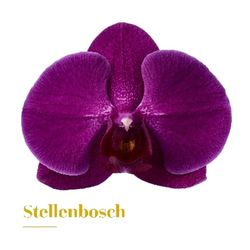 Ramo de Phalaenopsis