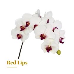 Ramo de Phalaenopsis