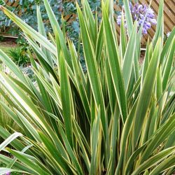 Ramo de Phormium