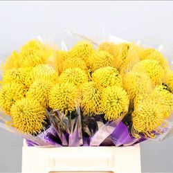 Ram de Proteas