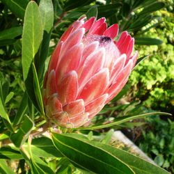 Ram de Proteas
