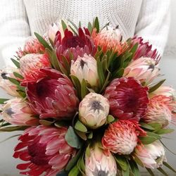 Ram de Proteas