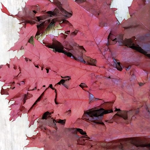 Ramo de Quercus Rojo Preservado