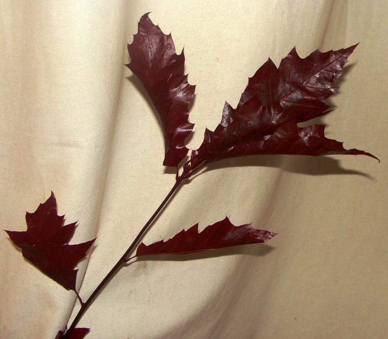 Ramo de Quercus Rojo Preservado — Floresfrescasonline