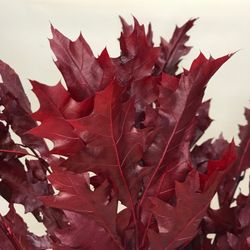 Ramo de Quercus Rojo Preservado