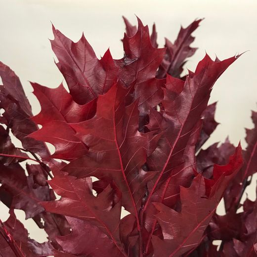 Ramo de Quercus Rojo Preservado