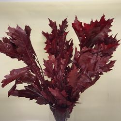Ramo de Quercus Rojo Preservado