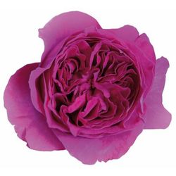 Ramo de Rosas David Austin