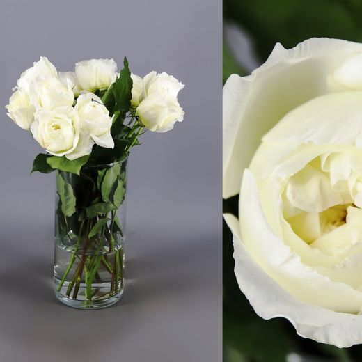 Ramo de Rosas David Austin