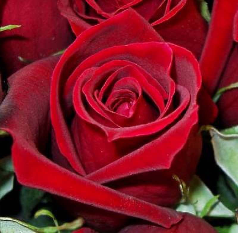 Buquê de rosas em sua casa — Flores Frescas Online