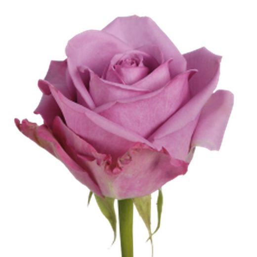 Ramo de Rosas en tu casa