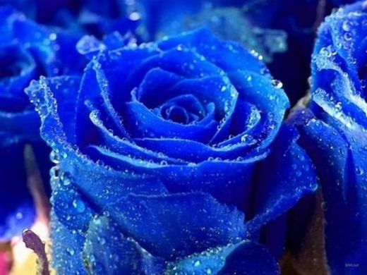 Ramo de Rosas en tu casa
