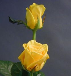 Ramo de Rosas en tu casa