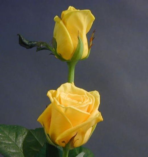 Ramo de Rosas en tu casa
