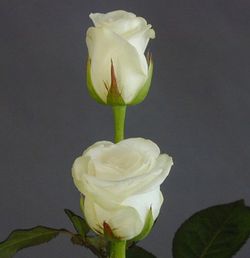 Ramo de Rosas en tu casa
