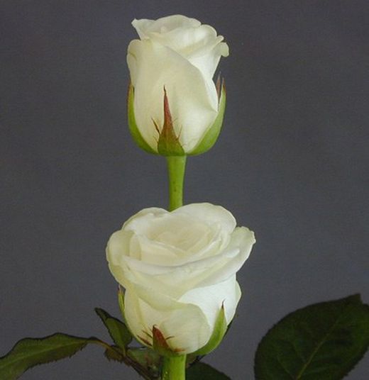 Ramo de Rosas en tu casa