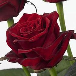 Ramo de Rosas en tu casa