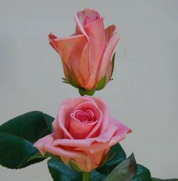 Ramo de Rosas en tu casa