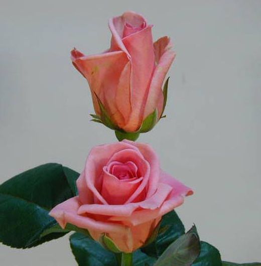 Ramo de Rosas en tu casa