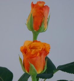 Ramo de Rosas en tu casa