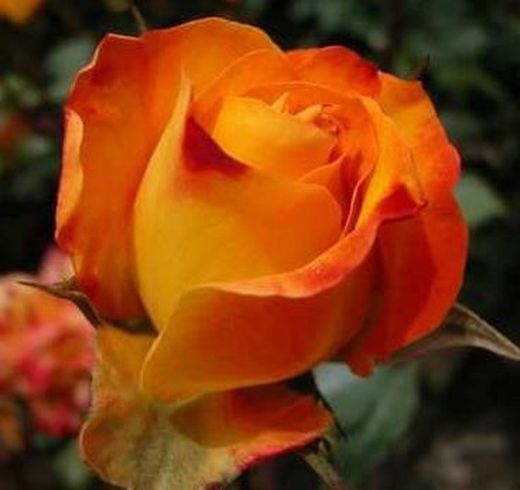 Buquê de rosas dia dos namorados