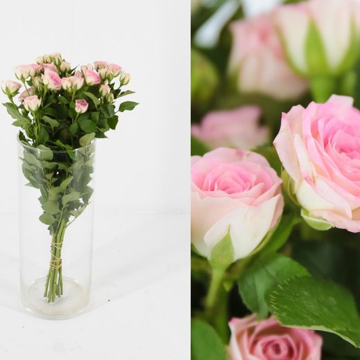 Ramo de Rosas Spray