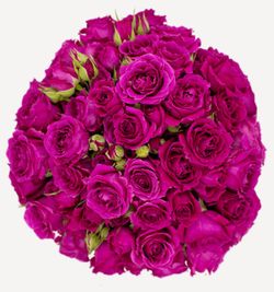 Ramo de Rosas Spray